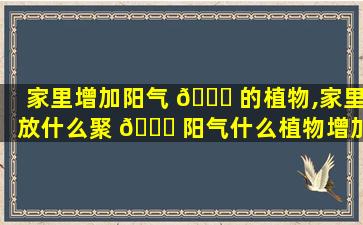 家里增加阳气 🐎 的植物,家里放什么聚 🐘 阳气什么植物增加阳气